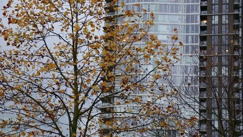Autumn modern city tree Stock Footage 69780883