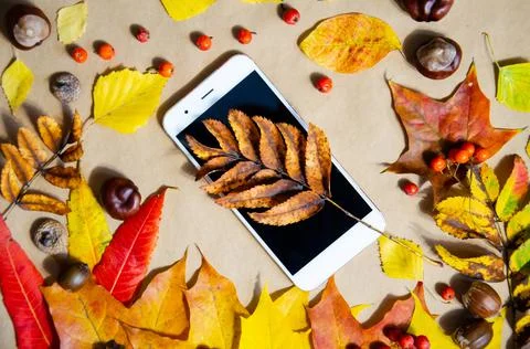 Autumn mood composition. Selective focus smartphone, autumn leaves. Stock Photos