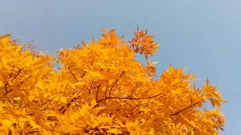 Autumn mood Stock Footage 140450821