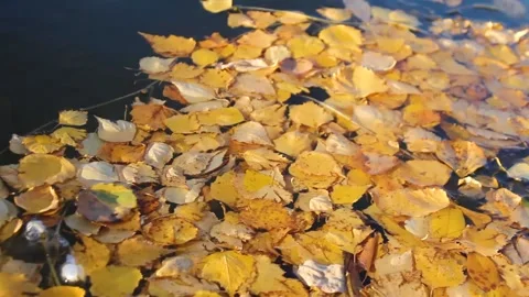 Autumn mood Stock Footage 168314566