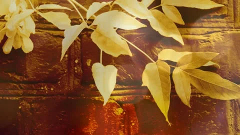 Autumn  Mood Vídeo Stock 276051514