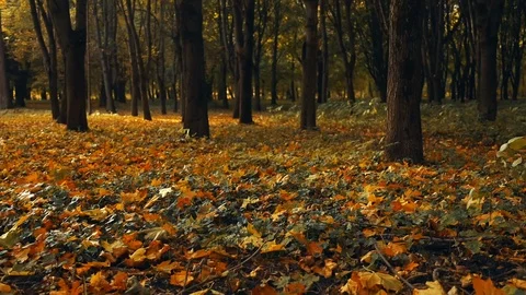Autumn moody scene of motion from falling leaves park scenic view  Stock Footage 117436705