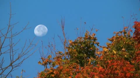 Autumn moon and trees in the wind Stock Footage 11131345