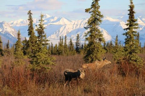 Autumn Moose 写真素材