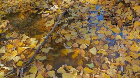 Autumn morning Stock Footage 98042653