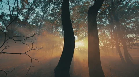 Autumn morning in the forest Stock Footage