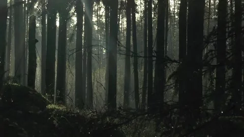 Autumn morning in the forest, the rays of the sun make their way through the fog Stock Footage 164548553