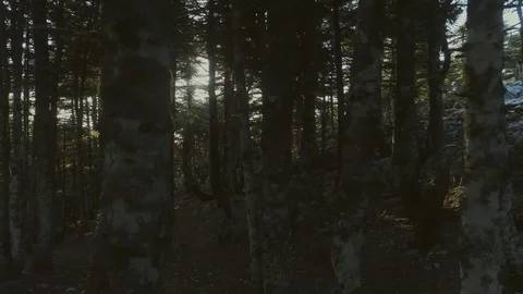 Autumn morning sun rays through forest fir trees Stock Footage 80813078