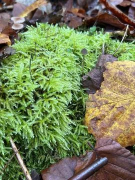 Autumn moss Stock Photos