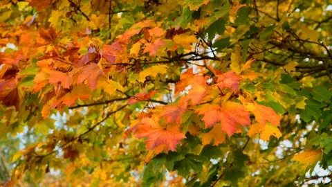 Autumn motif. Stock Footage 339282193