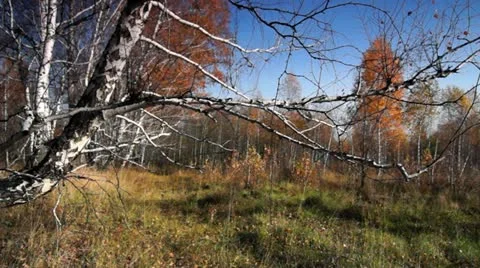 Autumn in motion 002 Stock Footage 12532642