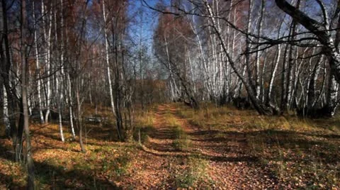 Autumn in motion 006 Stock Footage 12532682