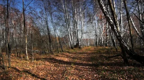 Autumn in motion 008 Stock Footage 12532754