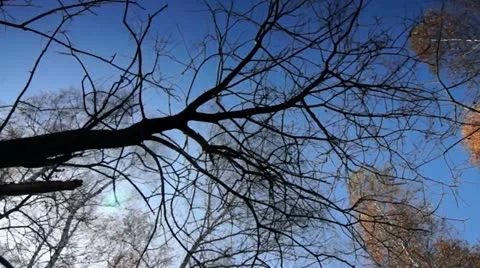 Autumn in motion 010 Stock Footage 12532729