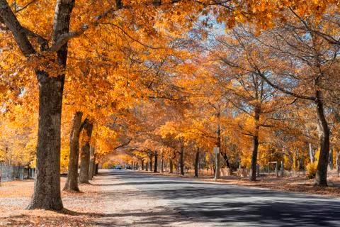 Autumn in Mount Macedon Stock Photos