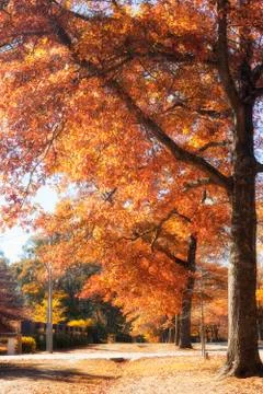 Autumn in Mount Macedon Stock Photos