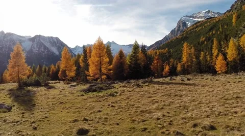 Autumn in mountain - Aerial view over the forest Stock Footage