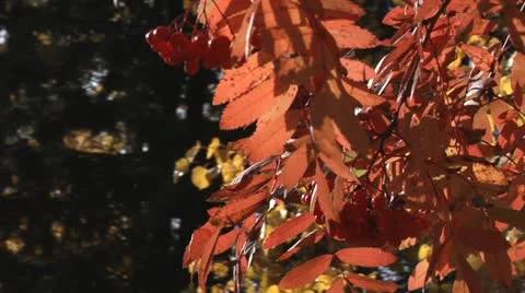 Autumn mountain ash Video stock 10911958