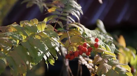 Autumn Mountain ash 스톡 동영상 12372402