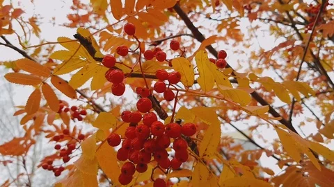 The autumn mountain ash waves Stock Footage 102763914
