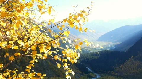 Autumn mountain branch Stock Footage 97277779
