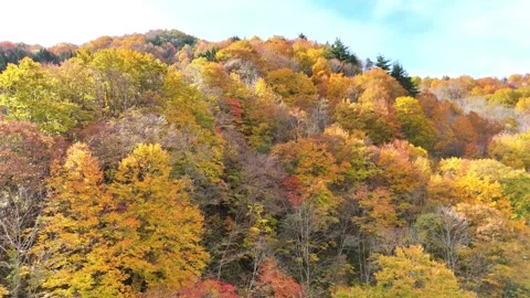 Autumn Mountain Forest | Colorful Foliage - 4K Aerial Video Stock Footage 329053109