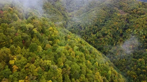 Autumn in the mountain forest Stock Footage 168562572