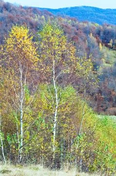 Autumn mountain forest Stock Photos