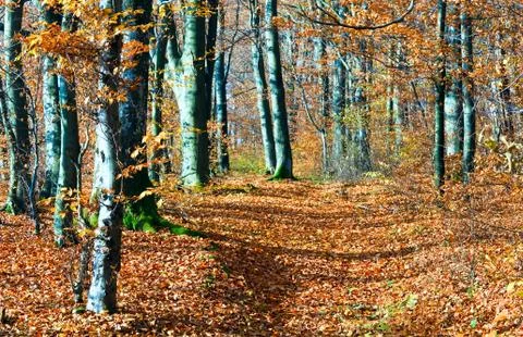 Autumn mountain forest Stock Photos