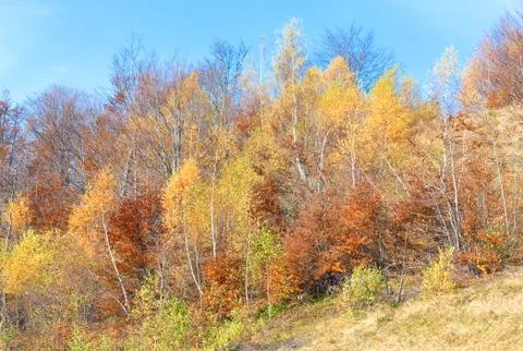 Autumn mountain forest Stock Photos