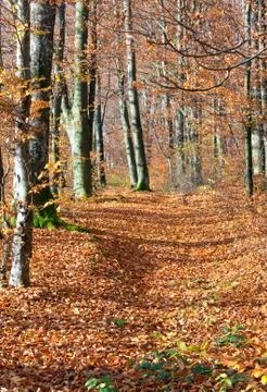 Autumn mountain forest Stock Photos