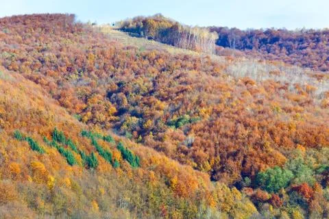 Autumn mountain forest Stock Photos