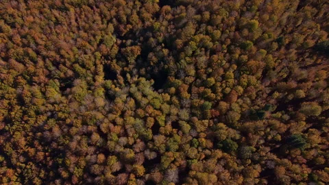 Autumn mountain landscape Stock Footage 290027993