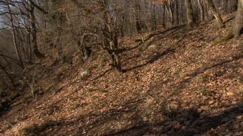 Autumn mountain oak forest Stock Footage 32963354