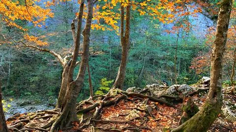 Autumn mountain river Stock Photos