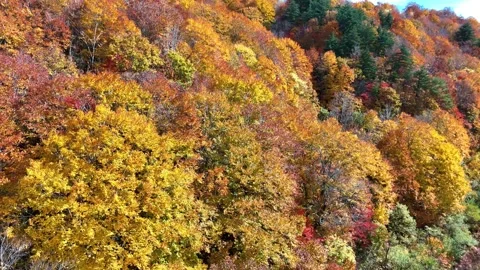 Autumn Mountain Slope | Colorful Forest | Nature - 4K Aerial Video Stock Footage 329052994
