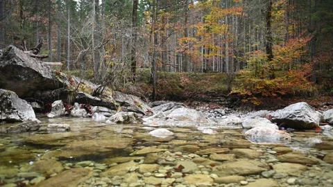 Autumn mountain stream in a forest Stock-Footage 260847009