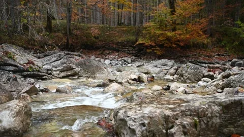 Autumn mountain stream in a forest 스톡 동영상 260847189