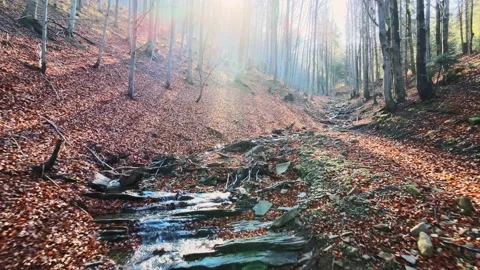 Autumn in the mountain stream full of golden leaves. Stock Footage 165463597