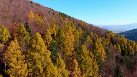 Autumn mountains from above Stock Footage 196421793