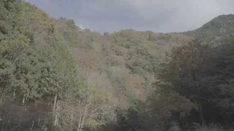 Autumn Mountains Changing Color with River Stream Sound Log Stock Footage 345477030
