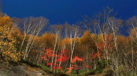 Autumn in the Mountains. Stock Footage 8996736