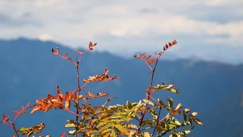 Autumn in the mountains Stock Footage 96190617