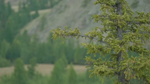 Autumn in the mountains Stock Footage 163846897