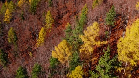 Autumn mountains forest Video stock 196420977
