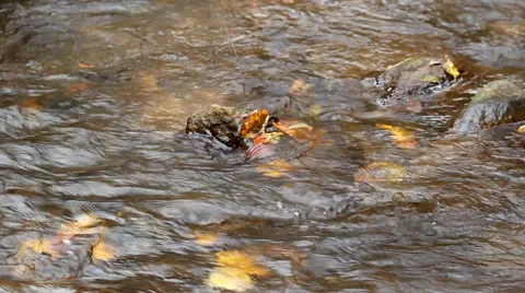 Autumn in mountains - forest spring Stock Footage 43969174