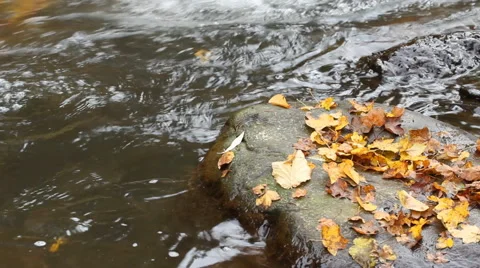 Autumn in mountains - forest spring Stock Footage 43969215