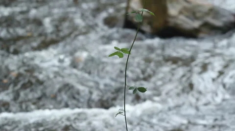 Autumn in mountains - forest spring Stock Footage 43969238