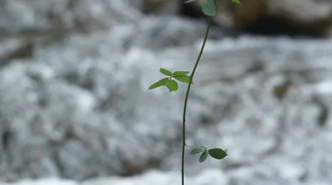 Autumn in mountains - forest spring Stock Footage 43969260