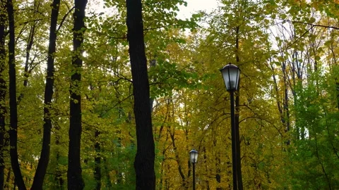 Autumn. Movement under the shadow of yellow leaves towards the sun Stock Footage 162352079